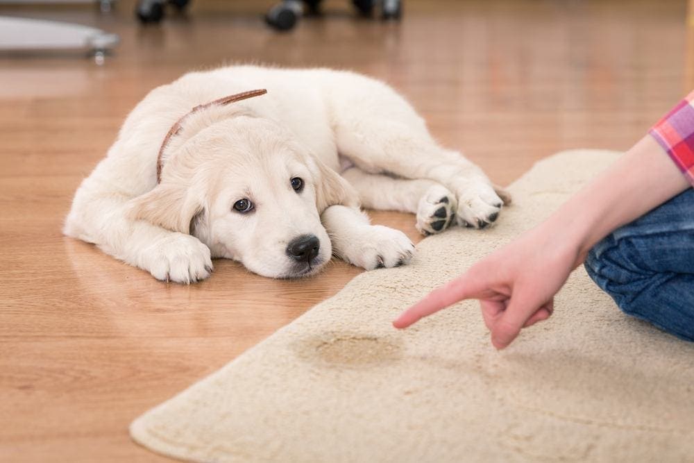 How to Stop Your Dog from Peeing on the Carpet: 4 Simple Tips | Hepper